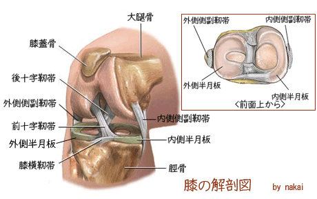 膝の解剖図.gif