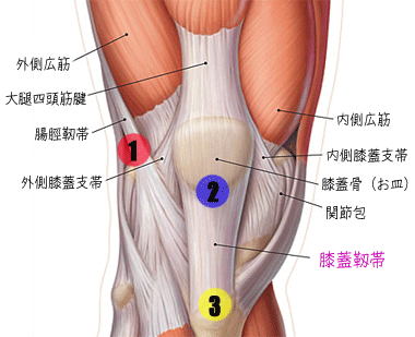 膝蓋靱帯5.gif