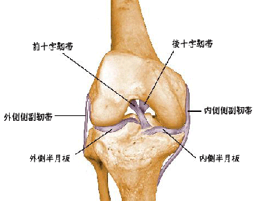 膝の各靭帯